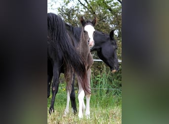 Vollblutaraber, Hengst, , 153 cm, Rappe