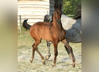Vollblutaraber, Hengst, , 153 cm, Schimmel