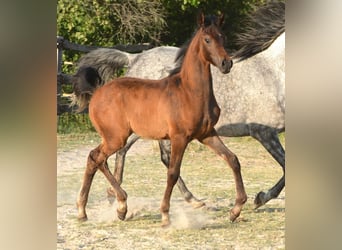 Vollblutaraber, Hengst, , 153 cm, Schimmel