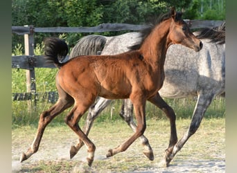 Vollblutaraber, Hengst, , 153 cm, Schimmel