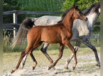 Vollblutaraber, Hengst, , 153 cm, Schimmel