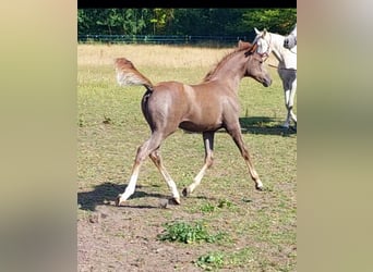 Vollblutaraber, Hengst, Fohlen (06/2025), 154 cm, Schimmel