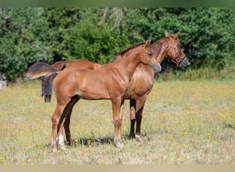 Vollblutaraber, Hengst, Fohlen (04/2026), 155 cm, Brauner