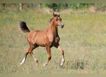 Vollblutaraber, Hengst, Fohlen (04/2026), 155 cm, Brauner