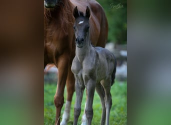 Vollblutaraber, Hengst, Fohlen (05/2024), 155 cm, Rappe