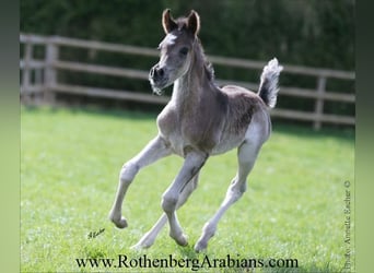 Vollblutaraber, Hengst, , 155 cm, Rappe
