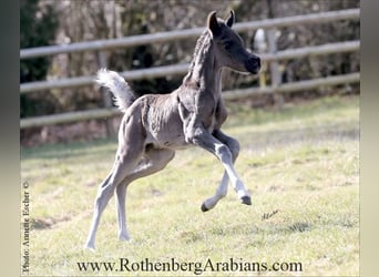 Vollblutaraber, Hengst, , 155 cm, Rappe