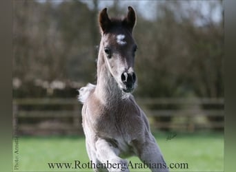 Vollblutaraber, Hengst, , 155 cm, Rappe