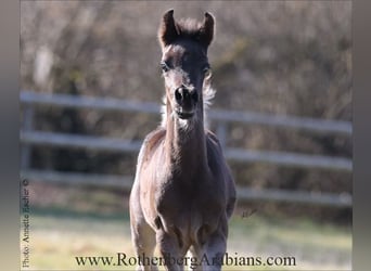 Vollblutaraber, Hengst, , 155 cm, Rappe