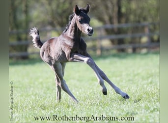 Vollblutaraber, Hengst, , 155 cm, Rappe
