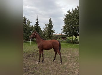 Vollblutaraber, Hengst, Fohlen (04/2026), 155 cm, Rotbrauner