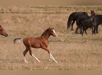 Vollblutaraber, Hengst, Fohlen (01/2025), 155 cm, Sabino