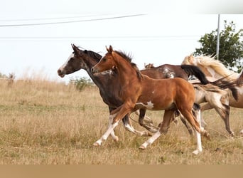 Vollblutaraber, Hengst, Fohlen (01/2025), 155 cm, Sabino