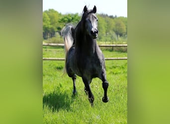 Vollblutaraber, Hengst, , 155 cm, Schimmel