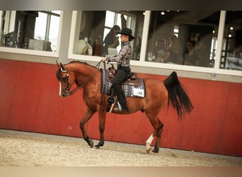 Vollblutaraber, Hengst, , 155 cm, Schimmel