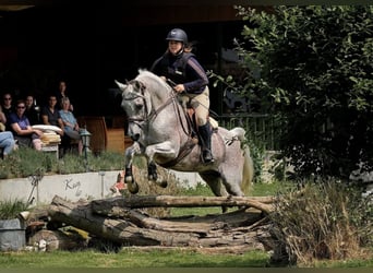 Vollblutaraber, Hengst, , 155 cm, Schimmel