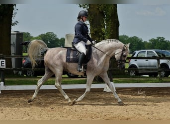 Vollblutaraber, Hengst, , 155 cm, Schimmel
