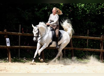 Vollblutaraber, Hengst, , 155 cm, Schimmel