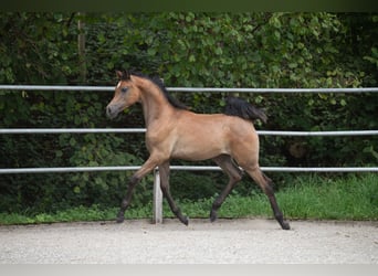 Vollblutaraber, Hengst, Fohlen (04/2026), 155 cm, Schimmel