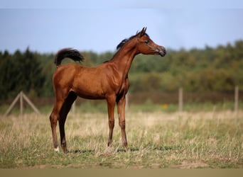 Vollblutaraber, Hengst, Fohlen (04/2026), 157 cm, Brauner