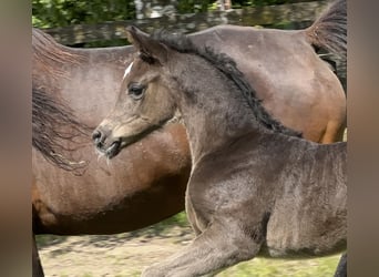 Vollblutaraber, Hengst, , 157 cm, Rappe