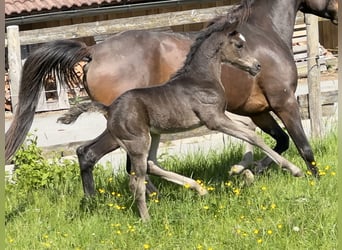 Vollblutaraber, Hengst, , 157 cm, Rappe