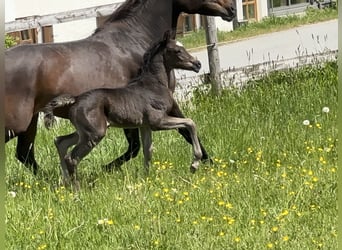 Vollblutaraber, Hengst, , 157 cm, Rappe