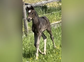 Vollblutaraber, Hengst, , 157 cm, Rappe