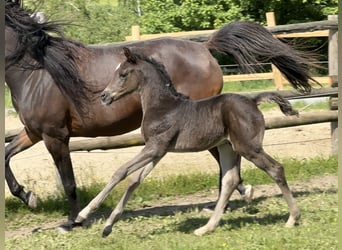 Vollblutaraber, Hengst, , 157 cm, Rappe