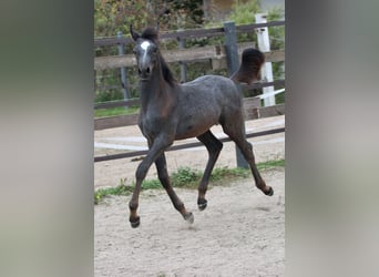 Vollblutaraber, Hengst, Fohlen (06/2023), 157 cm, Rappschimmel