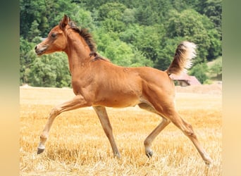 Vollblutaraber, Hengst, Fohlen (05/2023), 158 cm, Brauner