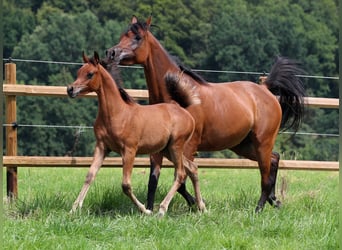 Vollblutaraber, Hengst, Fohlen (05/2023), 158 cm, Brauner