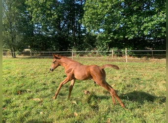 Vollblutaraber, Hengst, Fohlen (07/2024), 158 cm, Fuchs