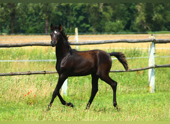 Vollblutaraber, Hengst, Fohlen (01/2024), 158 cm, Rappe