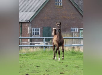 Vollblutaraber, Hengst, Fohlen (02/2024), 159 cm, Fuchs