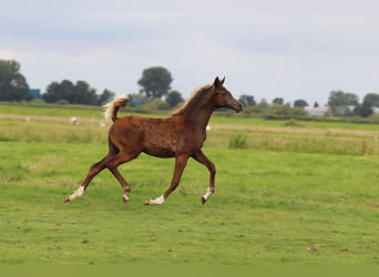 Vollblutaraber, Hengst, Fohlen (02/2024), 159 cm, Fuchs