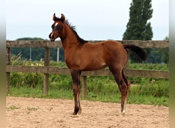 Vollblutaraber, Hengst, Fohlen (05/2024), Apfelschimmel