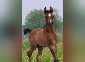 Vollblutaraber, Hengst, Fohlen (05/2024), Apfelschimmel