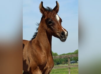 Vollblutaraber, Hengst, Fohlen (05/2024), Apfelschimmel