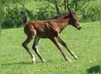 Vollblutaraber, Hengst, Fohlen (04/2023), Brauner