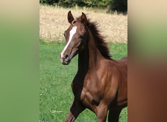 Vollblutaraber, Hengst, Fohlen (04/2026), Fuchs