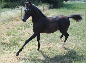Vollblutaraber, Hengst, Fohlen (04/2026), Rappe