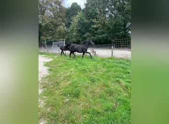 Vollblutaraber, Hengst, Fohlen (05/2023), Rappe
