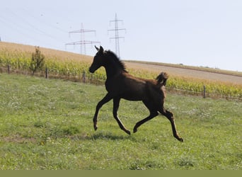Vollblutaraber, Hengst, Fohlen (05/2026), Rappe