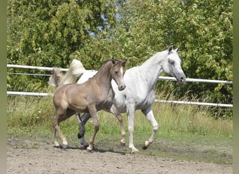 Vollblutaraber, Hengst, Fohlen (01/2023), Schimmel