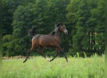 Vollblutaraber, Hengst, Fohlen (01/2023), Schimmel