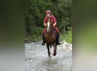 Vollblutaraber, Hengst, 34 Jahre, 149 cm, Fuchs