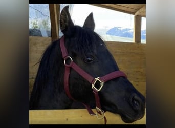 Vollblutaraber, Hengst, 3 Jahre, 155 cm, Rappe