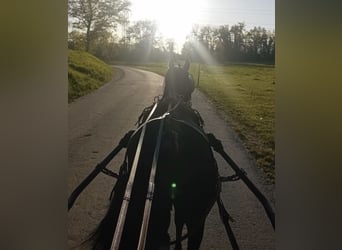 Vollblutaraber, Hengst, 3 Jahre, 155 cm, Rappe