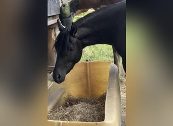 Vollblutaraber, Hengst, 3 Jahre, 155 cm, Rappe
